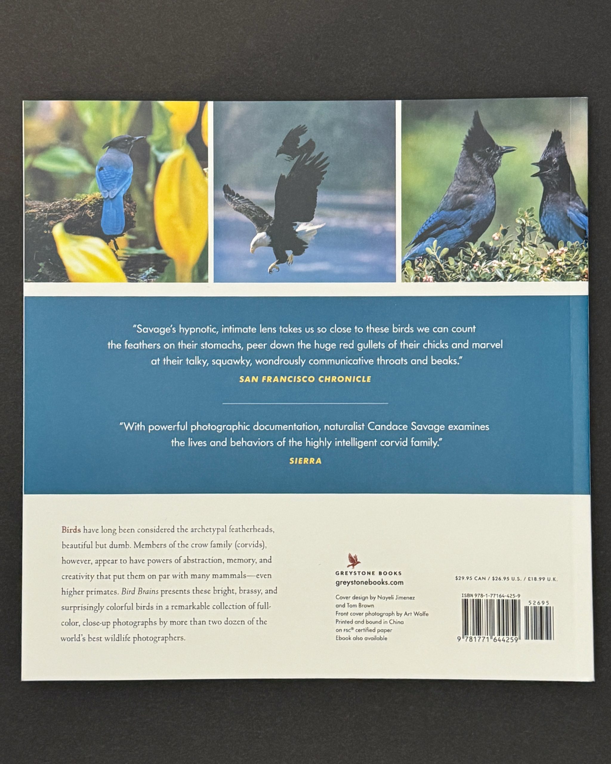 Bird Brains - Image 2