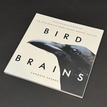 Bird Brains
